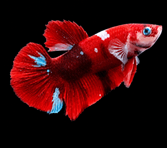 4BT25 - [ARRIVED 4-MAY-2026] Red Koi Halfmoon Plakat Male Betta - Nano Tanks Australia