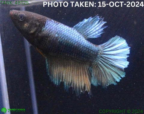 4BT25 - Mustard Gas Halfmoon Betta Female - Nano Tanks Australia Aquarium Shop