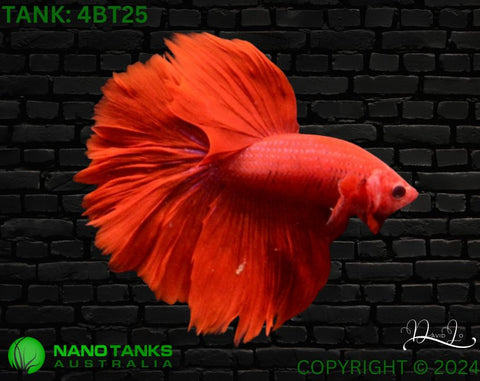 4BT25 - Red Fancy Halfmoon Betta Male - Nano Tanks Australia Aquarium Shop