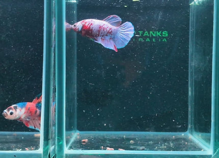 4BT25 - Red White Black Marble Plakat Betta - Nano Tanks Australia