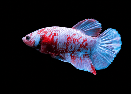 4BT25 - Red White Black Marble Plakat Betta - Nano Tanks Australia