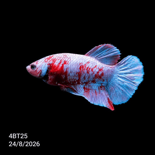 4BT25 - Red White Black Marble Plakat Betta - Nano Tanks Australia