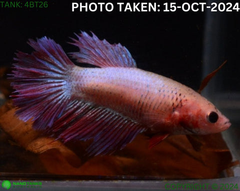 4BT26 - Cambodia Halfmoon Betta Female - Nano Tanks Australia Aquarium Shop