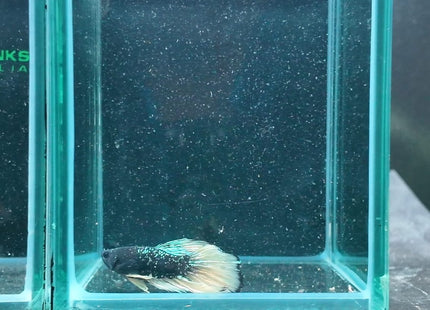 4BT26 - Crimson Red White Galaxy Koi Plakat Betta - Nano Tanks Australia