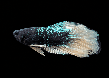 4BT26 - Crimson Red White Galaxy Koi Plakat Betta - Nano Tanks Australia