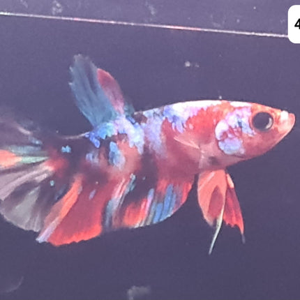 4BT26 - Galaxy Koi Halfmoon Plakat Male Betta - Nano Tanks Australia