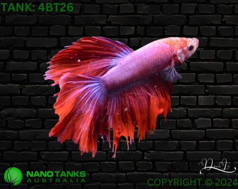 4BT26 - Red Fancy Halfmoon Betta Male - Nano Tanks Australia Aquarium Shop