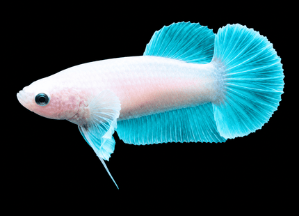 4BT31 - [ARRIVED 29-JUN-2026] Halfmoon Elephant Ear Plakat Female Betta - Nano Tanks Australia