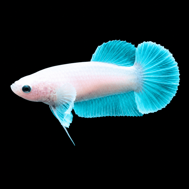 4BT31 - [ARRIVED 29-JUN-2026] Halfmoon Elephant Ear Plakat Female Betta - Nano Tanks Australia
