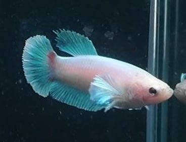 4BT31 - [ARRIVED 29 - MAY - 2026] Halfmoon Elephant Ear Plakat Female Betta - Nano Tanks Australia