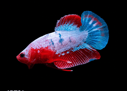 4BT31 - Crimson Red Turquoise & White Galaxy Koi Plakat Betta - Nano Tanks Australia