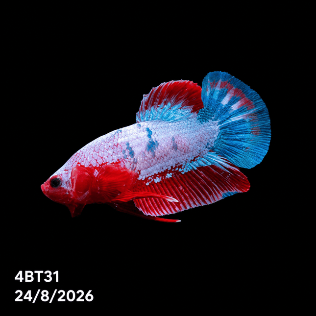 4BT31 - Crimson Red Turquoise & White Galaxy Koi Plakat Betta - Nano Tanks Australia