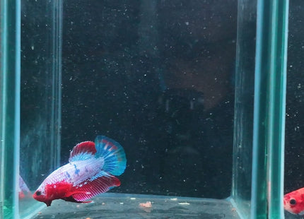 4BT31 - Crimson Red Turquoise & White Galaxy Koi Plakat Betta - Nano Tanks Australia