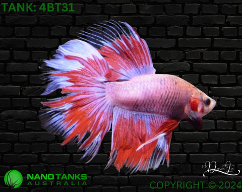 4BT31 - Red Fancy Halfmoon Betta Male - Nano Tanks Australia Aquarium Shop