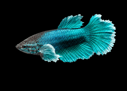 4BT32 - [ARRIVED 1-JUL-2026] Halfmoon Plakat Elephant Ear Male Betta - Nano Tanks Australia