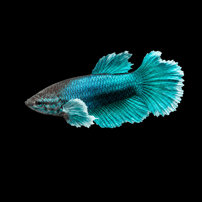 4BT32 - [ARRIVED 1-JUL-2026] Halfmoon Plakat Elephant Ear Male Betta - Nano Tanks Australia