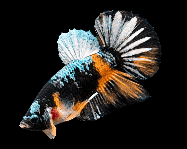 4BT32 - [ARRIVED 22-MAR-2026] Black Base Koi Halfmoon Plakat Male (2026 Pattern) - Nano Tanks Australia