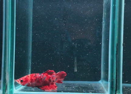 4BT32 - Red White Black Marble Plakat Betta - Nano Tanks Australia