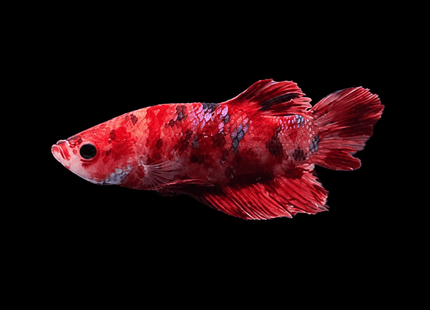 4BT32 - Red White Black Marble Plakat Betta - Nano Tanks Australia