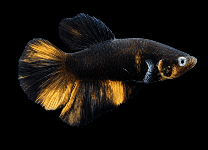 4BT33 - [ARRIVED 22-MAR-2026] Black Base Koi Halfmoon Plakat Male (2026 Pattern) - Nano Tanks Australia