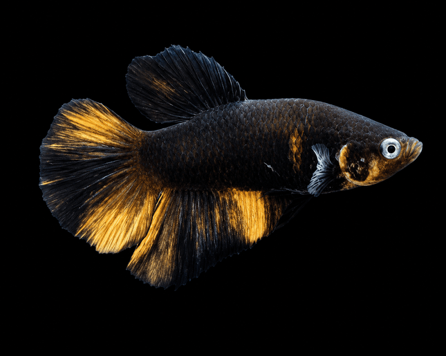 4BT33 - [ARRIVED 22-MAR-2026] Black Base Koi Halfmoon Plakat Male (2026 Pattern) - Nano Tanks Australia