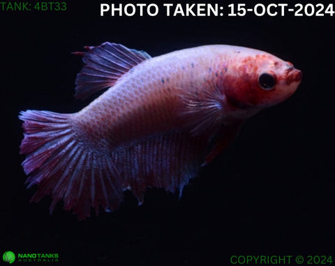 4BT33 - Cambodia Halfmoon Betta Female - Nano Tanks Australia Aquarium Shop