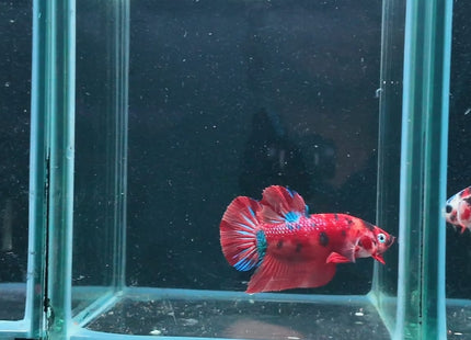4BT33 - Crimson Red White Galaxy Koi Plakat Betta - Nano Tanks Australia