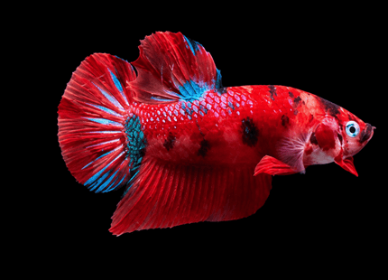 4BT33 - Crimson Red White Galaxy Koi Plakat Betta - Nano Tanks Australia