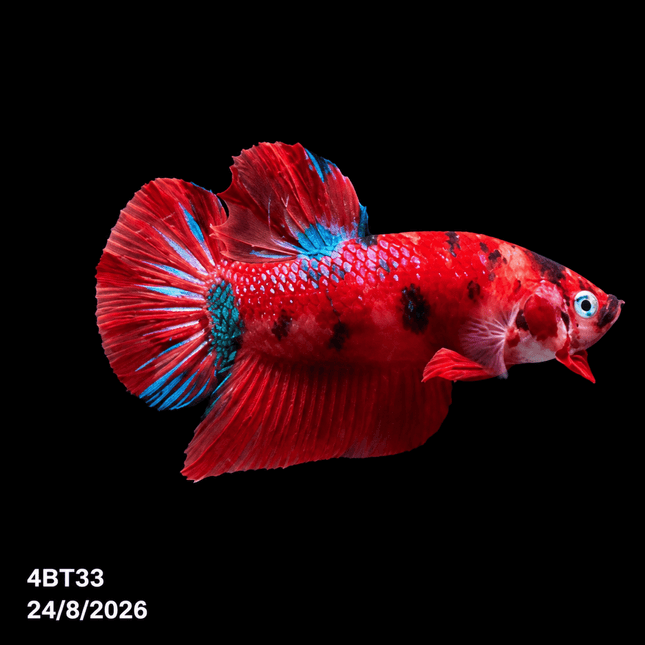 4BT33 - Crimson Red White Galaxy Koi Plakat Betta - Nano Tanks Australia