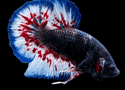 4BT34 - [ARRIVED 22-MAR-2026] Yellow Vanda Halfmoon Plakat Male Betta [moved location] - Nano Tanks Australia