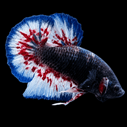 4BT34 - [ARRIVED 22-MAR-2026] Yellow Vanda Halfmoon Plakat Male Betta [moved location] - Nano Tanks Australia