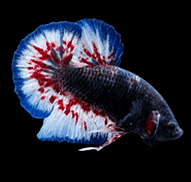 4BT34 - [ARRIVED 22-MAR-2026] Yellow Vanda Halfmoon Plakat Male Betta [moved location] - Nano Tanks Australia