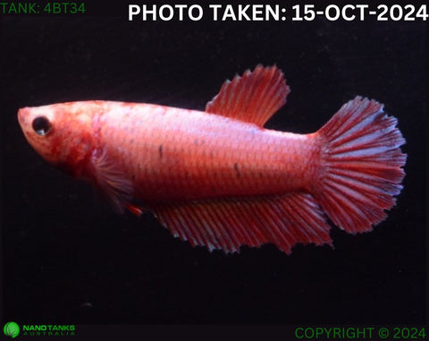 4BT34 - Cambodia Halfmoon Betta Female - Nano Tanks Australia Aquarium Shop