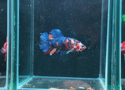 4BT34 - Red White Black Marble Plakat Betta - Nano Tanks Australia