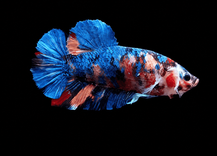 4BT34 - Red White Black Marble Plakat Betta - Nano Tanks Australia
