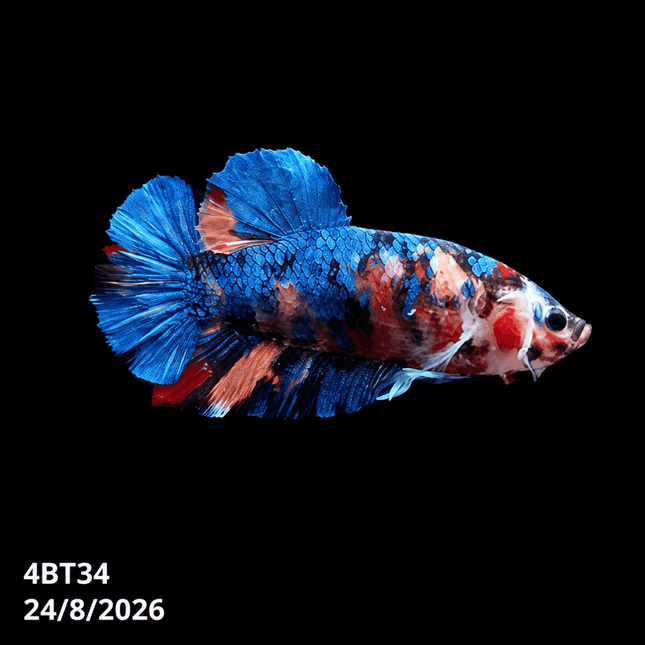 4BT34 - Red White Black Marble Plakat Betta - Nano Tanks Australia