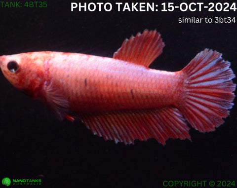 4BT35 - Cambodia Halfmoon Betta Female - Nano Tanks Australia Aquarium Shop