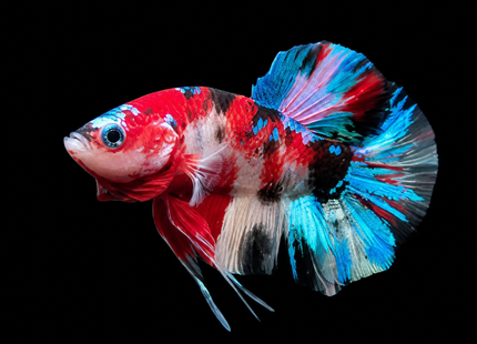4BT35 - Coral Red Gold-White Dragon Plakat Betta - Nano Tanks Australia