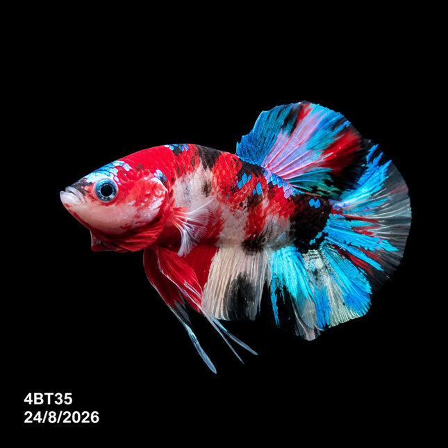 4BT35 - Coral Red Gold-White Dragon Plakat Betta - Nano Tanks Australia