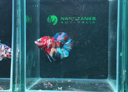 4BT35 - Coral Red Gold-White Dragon Plakat Betta - Nano Tanks Australia