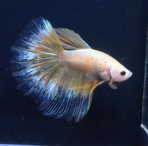 4BT35 - Yellow Fancy Halfmoon Betta Male - Nano Tanks Australia Aquarium Shop