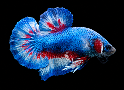 4BT36 - [ARRIVED 17-NOV-2025] Yellow Vanda Halfmoon Plakat Male Betta - Nano Tanks Australia