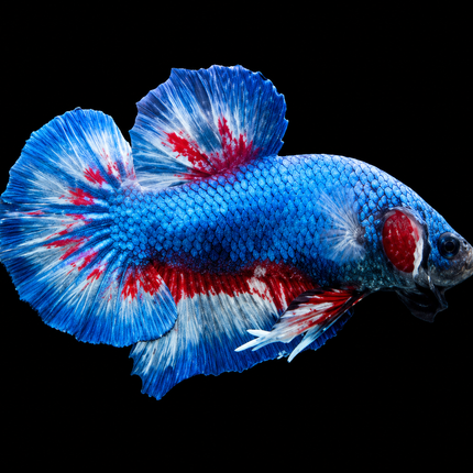 4BT36 - [ARRIVED 17-NOV-2025] Yellow Vanda Halfmoon Plakat Male Betta - Nano Tanks Australia
