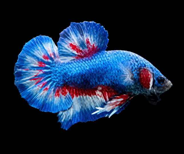 4BT36 - [ARRIVED 17-NOV-2025] Yellow Vanda Halfmoon Plakat Male Betta - Nano Tanks Australia