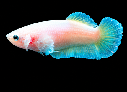 4BT36 - [ARRIVED 29-JUN-2026] Halfmoon Plakat Elephant Ear Female Betta - Nano Tanks Australia