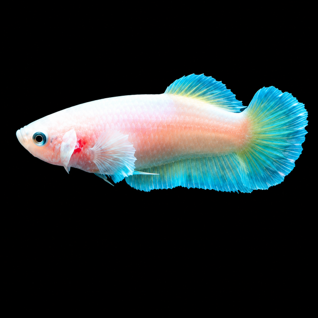 4BT36 - [ARRIVED 29-JUN-2026] Halfmoon Plakat Elephant Ear Female Betta - Nano Tanks Australia