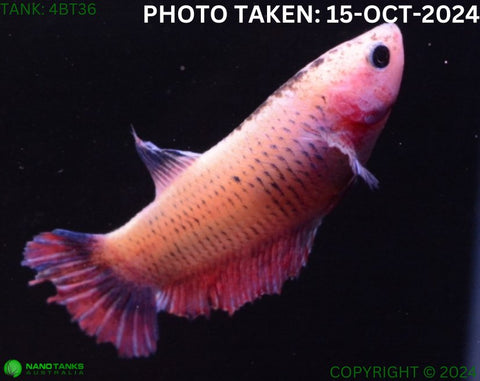 4BT36 - Cambodia Halfmoon Betta Female - Nano Tanks Australia Aquarium Shop