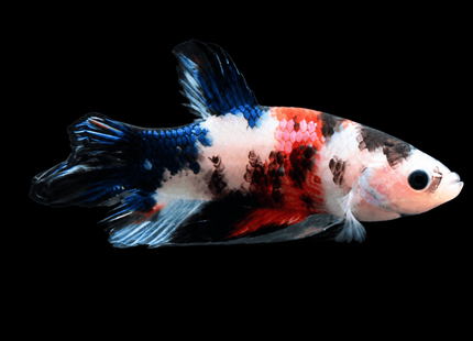4BT36 - Crimson Red White Galaxy Koi Plakat Betta - Nano Tanks Australia