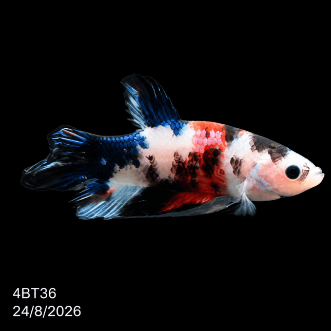 4BT36 - Crimson Red White Galaxy Koi Plakat Betta - Nano Tanks Australia