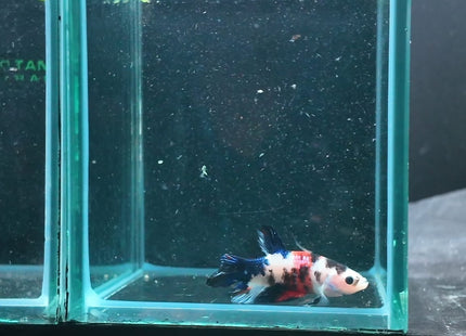 4BT36 - Crimson Red White Galaxy Koi Plakat Betta - Nano Tanks Australia
